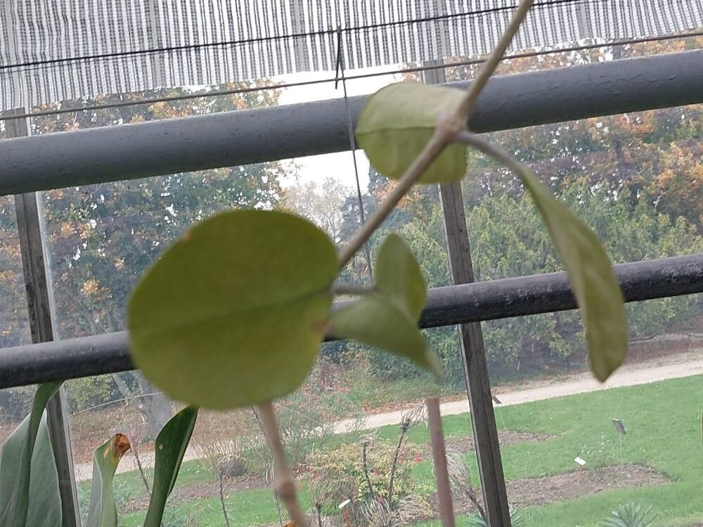 Hoya ovalifolia — search result for 'Hoya'