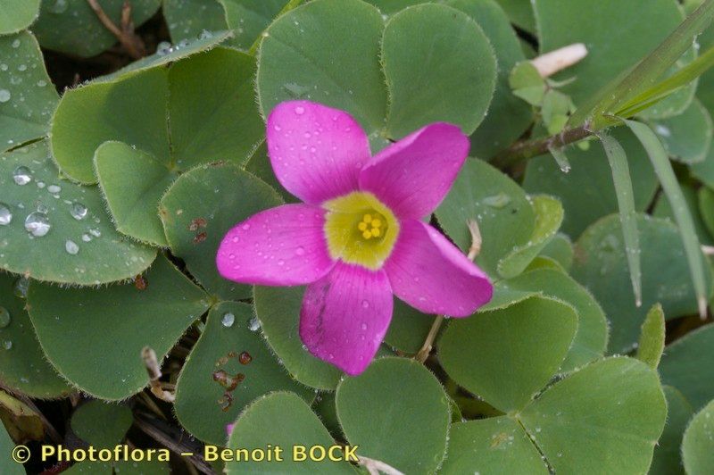 Oxalis purpurata flower