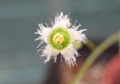 Tylecodon similis flower