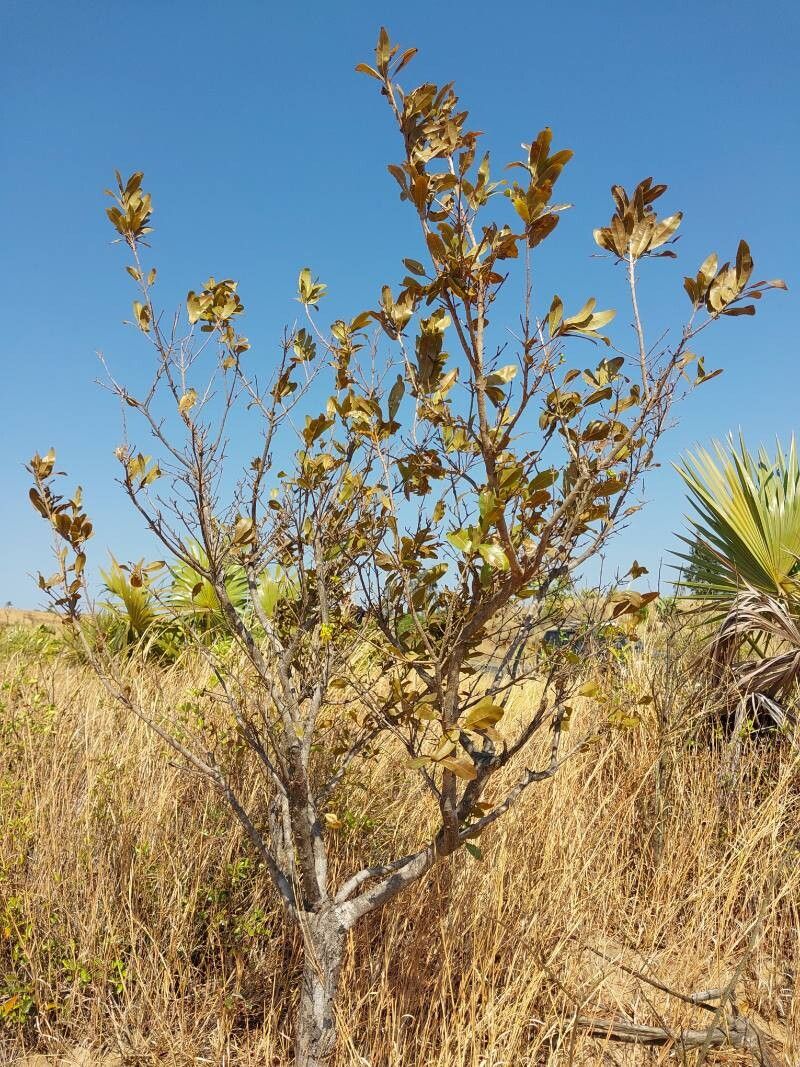 Acridocarpus excelsus habit