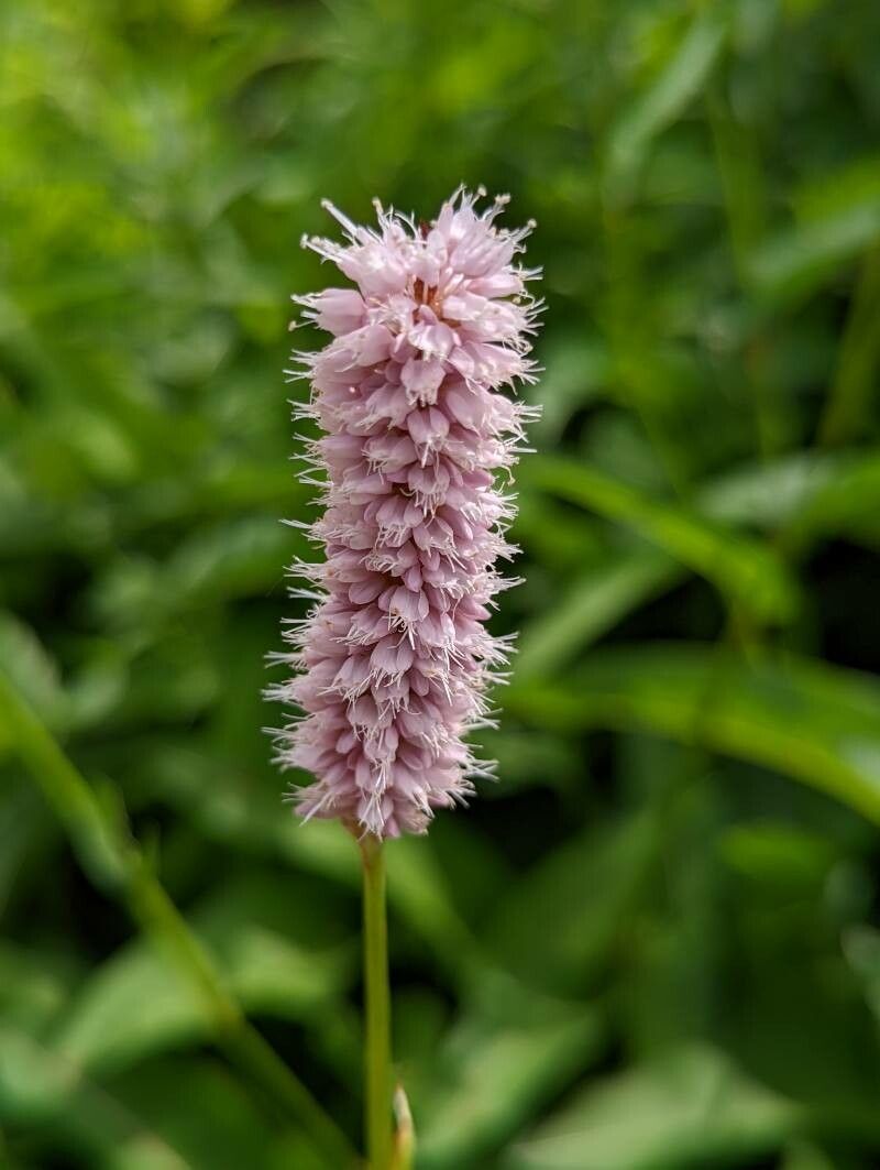 Persicaria bistorta flower
