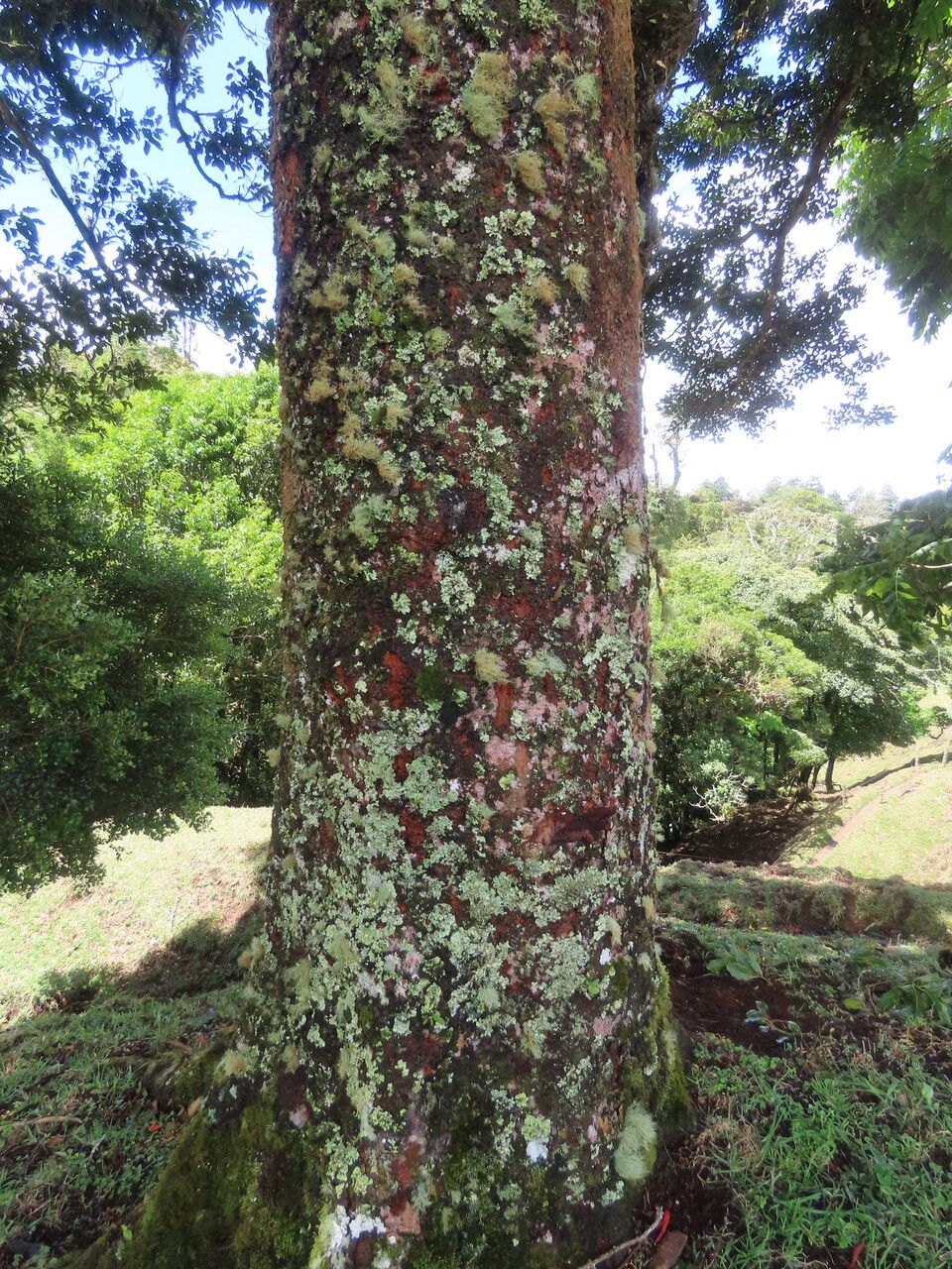 Beilschmiedia pendula bark