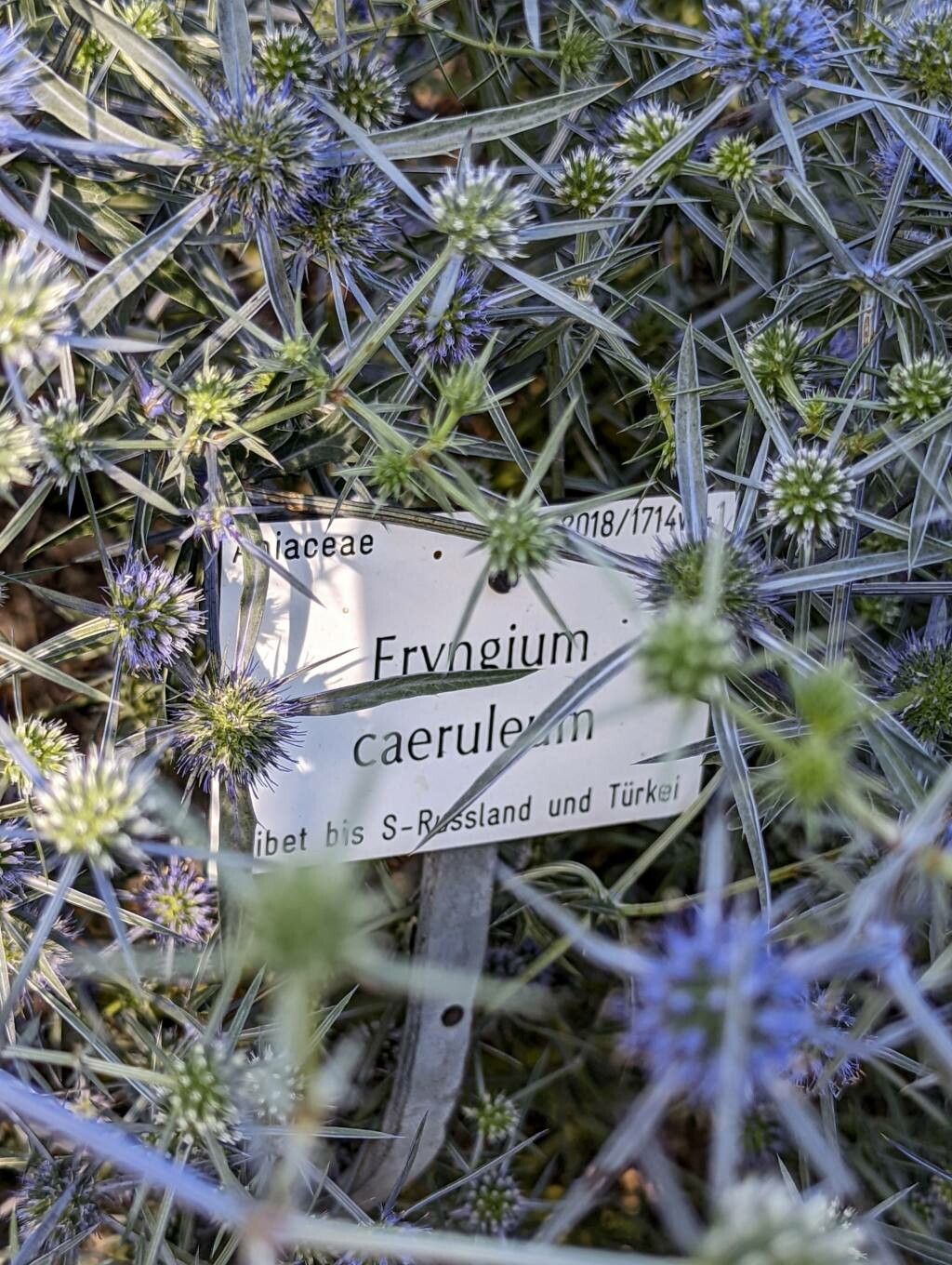 Eryngium caeruleum other
