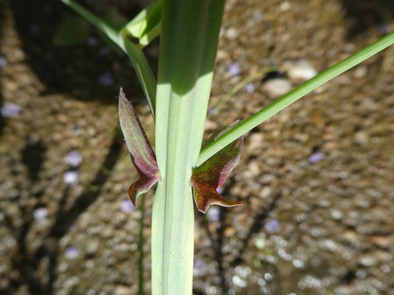 Lathyrus tingitanus — search result for 'Lathyrus'
