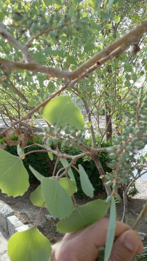 Eucalyptus polyanthemos fruit