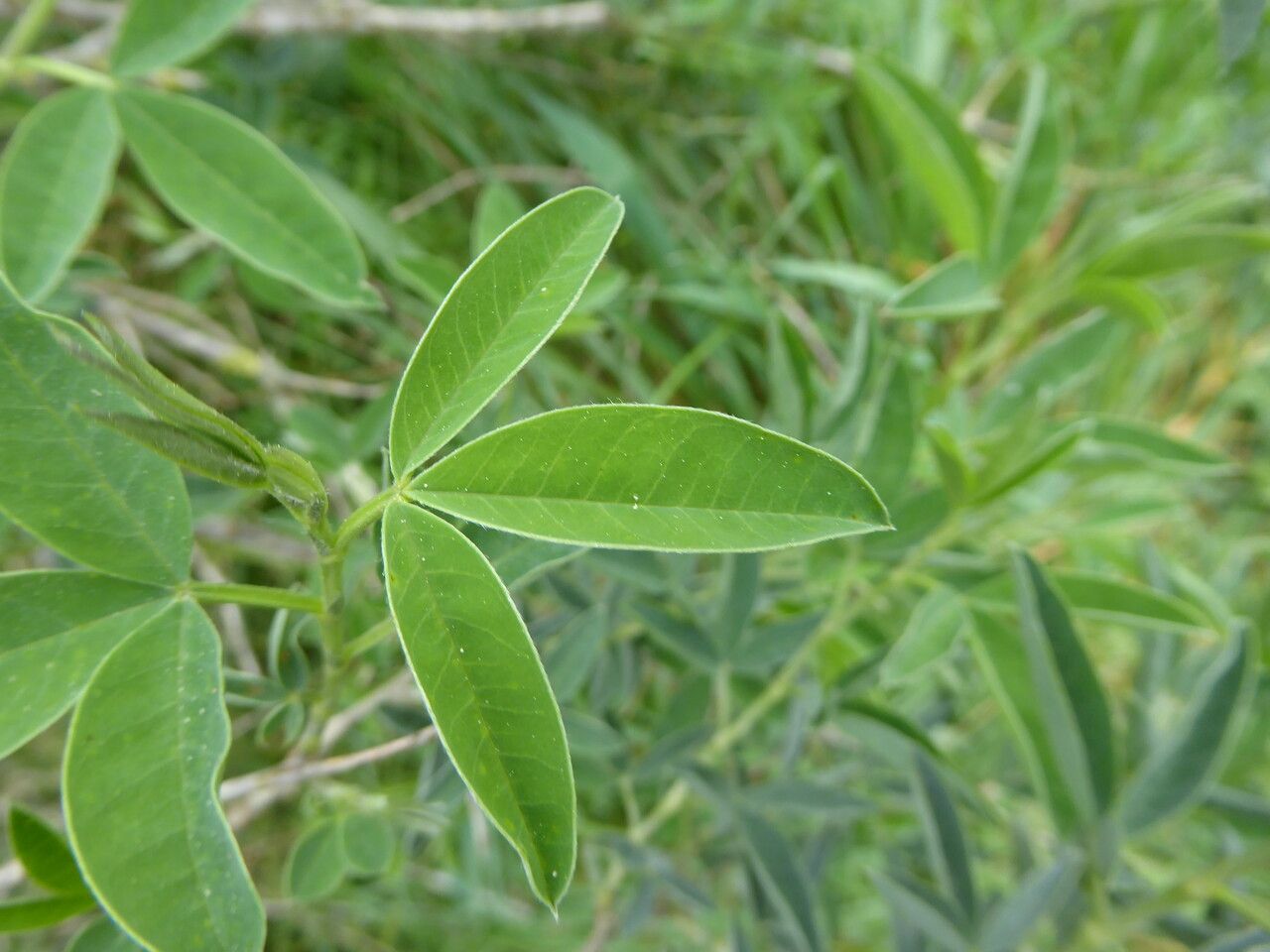Anagyris foetida leaf
