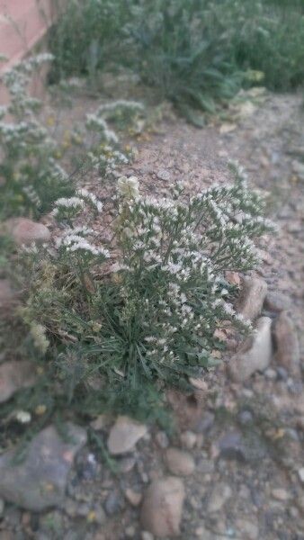 Limonium lobatum habit