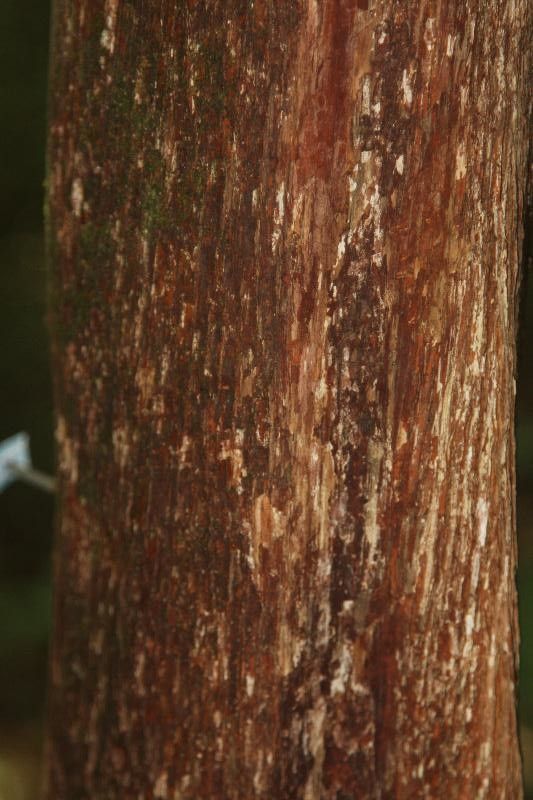 Pouteria filipes bark