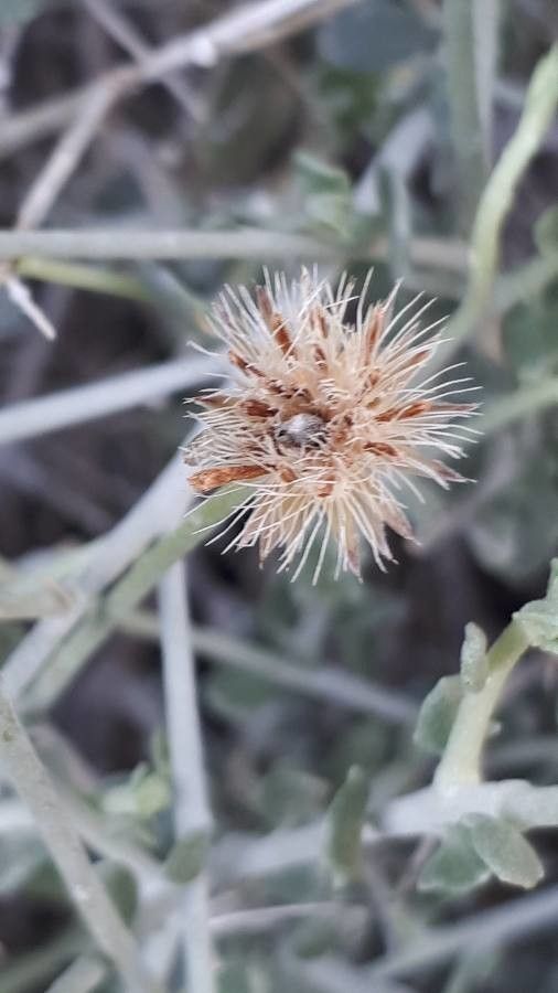 Vernonia arabica fruit