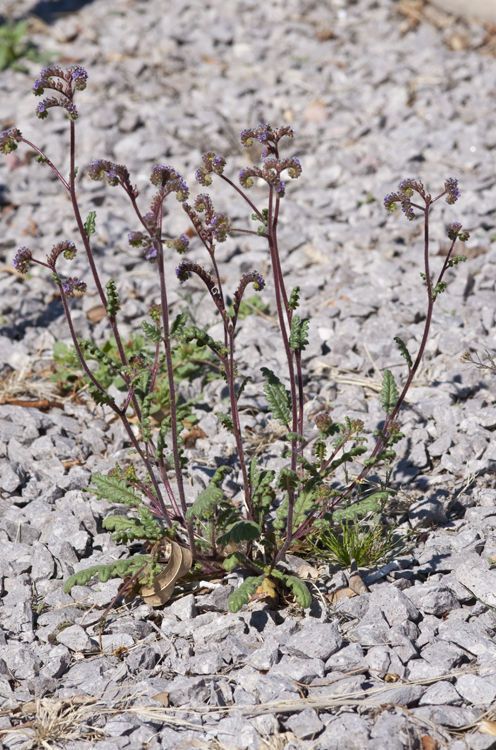 Phacelia coerulea habit