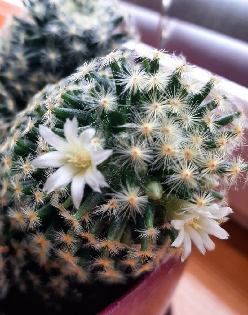 Mammillaria schiedeana flower