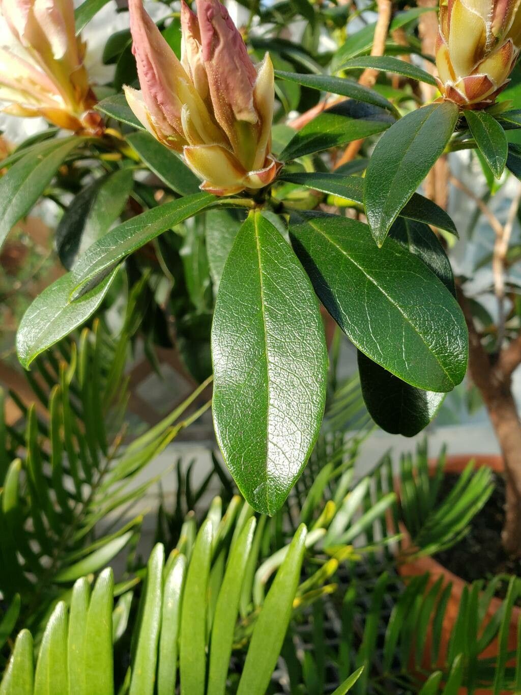 Rhododendron veitchianum — houseplant care guide