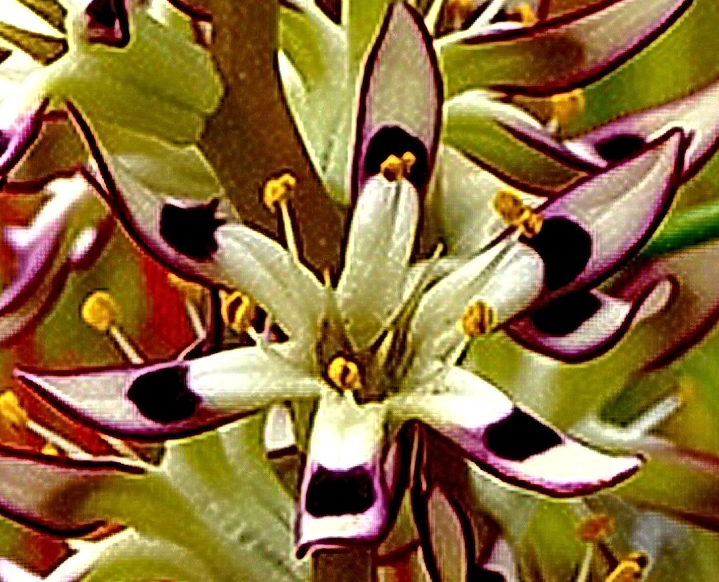 Wurmbea variabilis — houseplant care guide