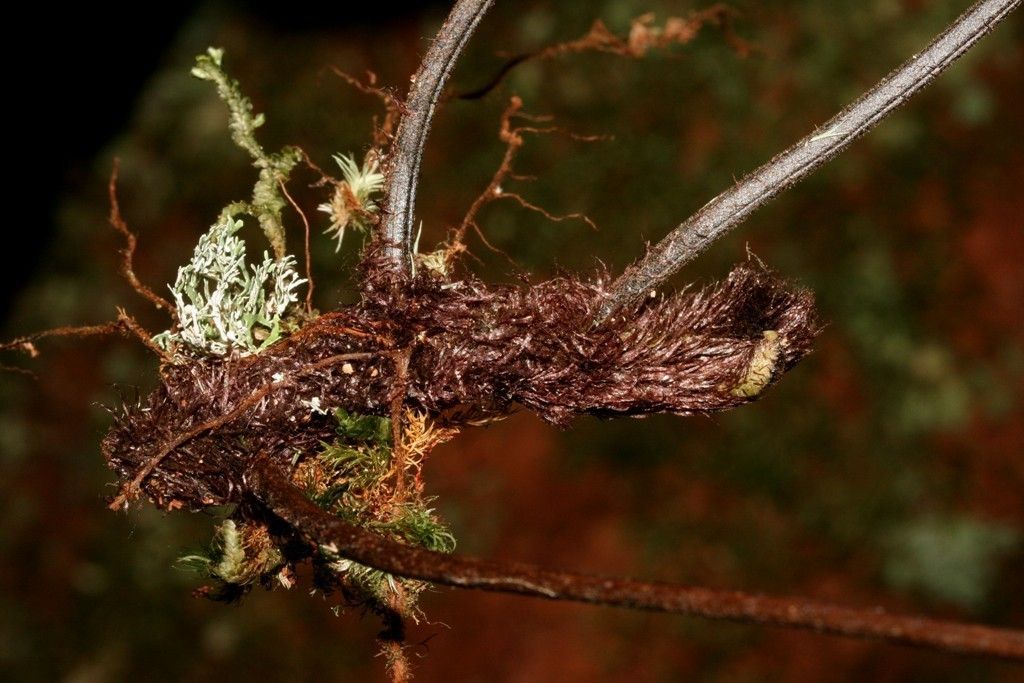 Asplenium filidens habit