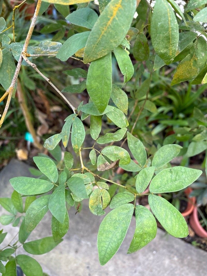 Calliandra falcata — houseplant care guide