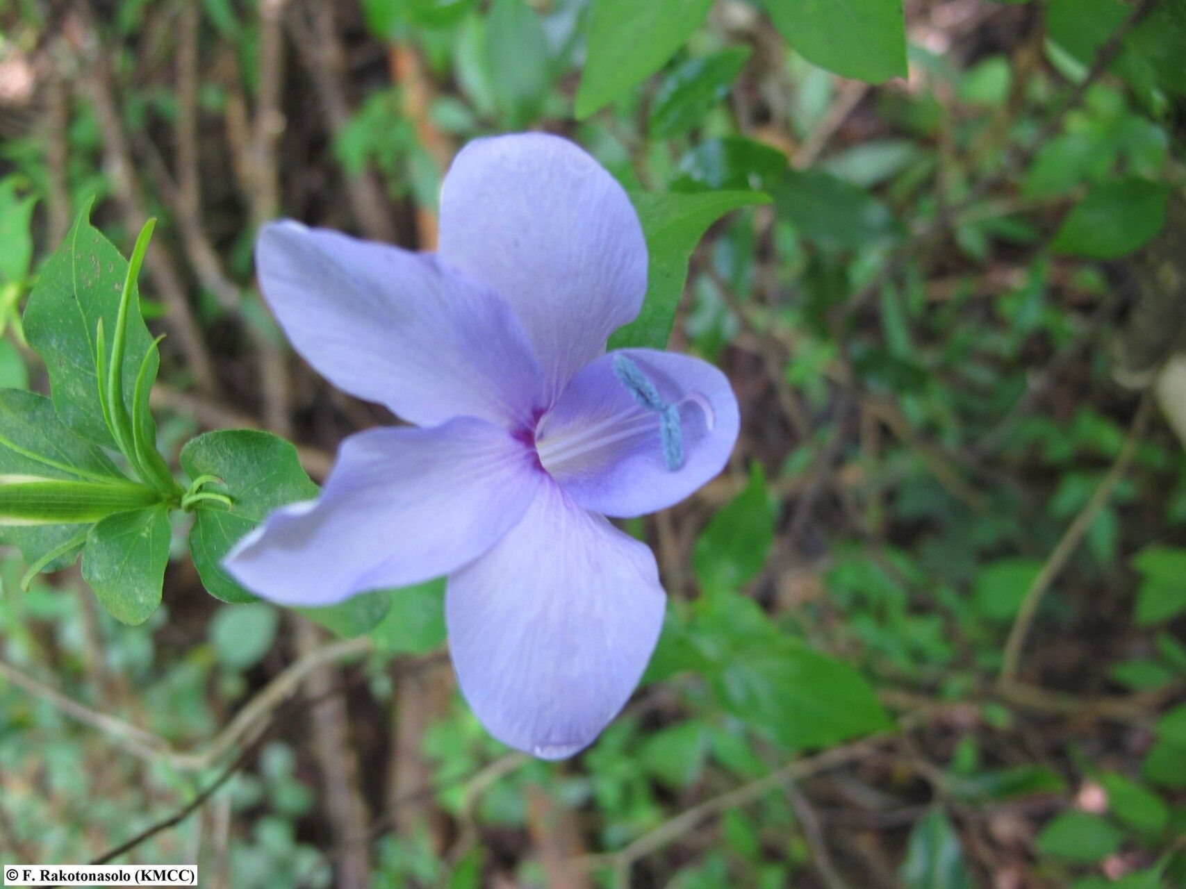 Barleria phillyreifolia — houseplant care guide