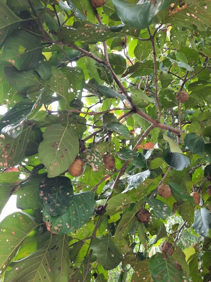 Nauclea orientalis fruit