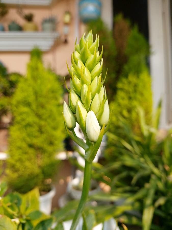 Ornithogalum thyrsoides flower