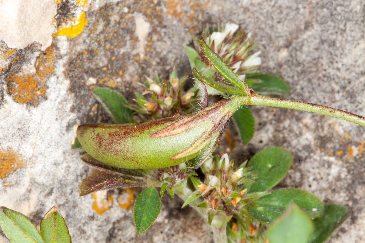 Lotus edulis fruit