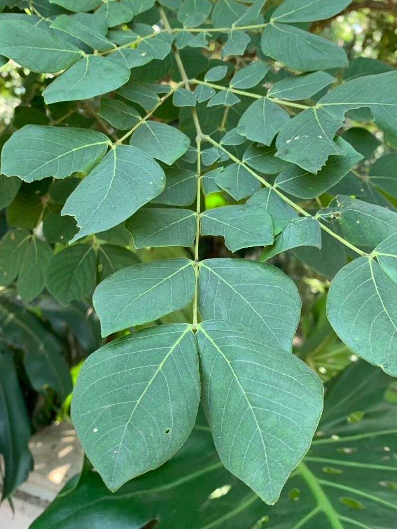 Samanea inopinata — related species from the same genus