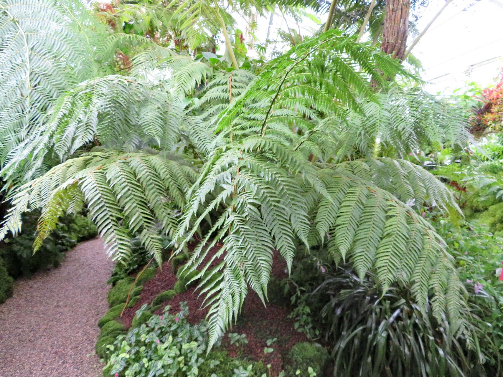 Dicksonia navarrensis leaf
