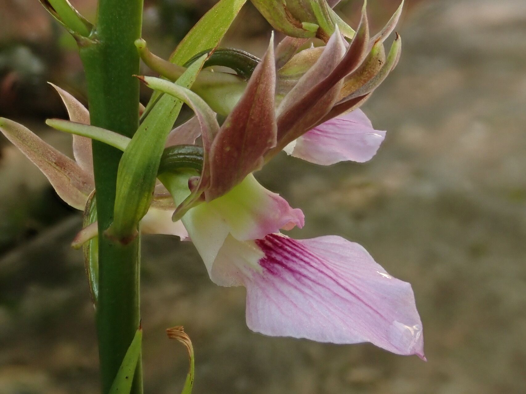 Eulophia guineensis — houseplant care guide