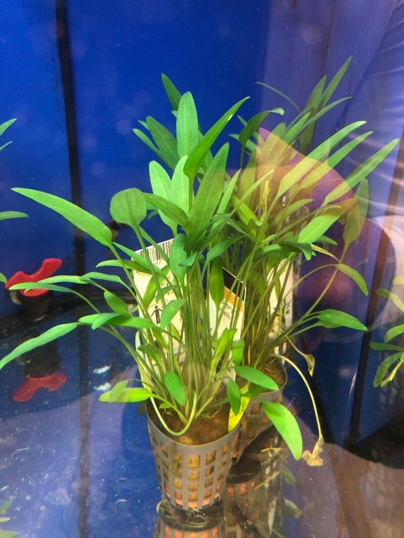 Cryptocoryne nevillii — related species from the same genus