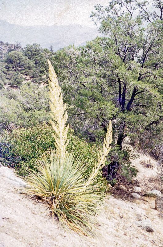 Nolina parryi flower