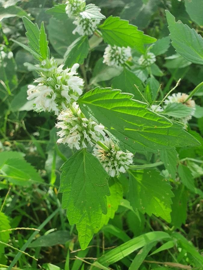 Leucas grandis flower