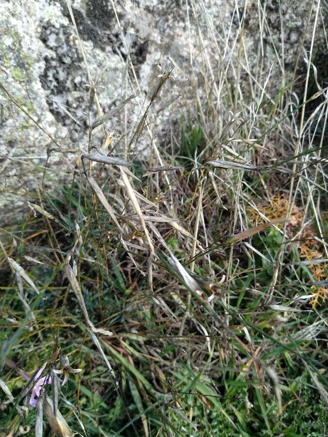 Dianthus sylvestris fruit