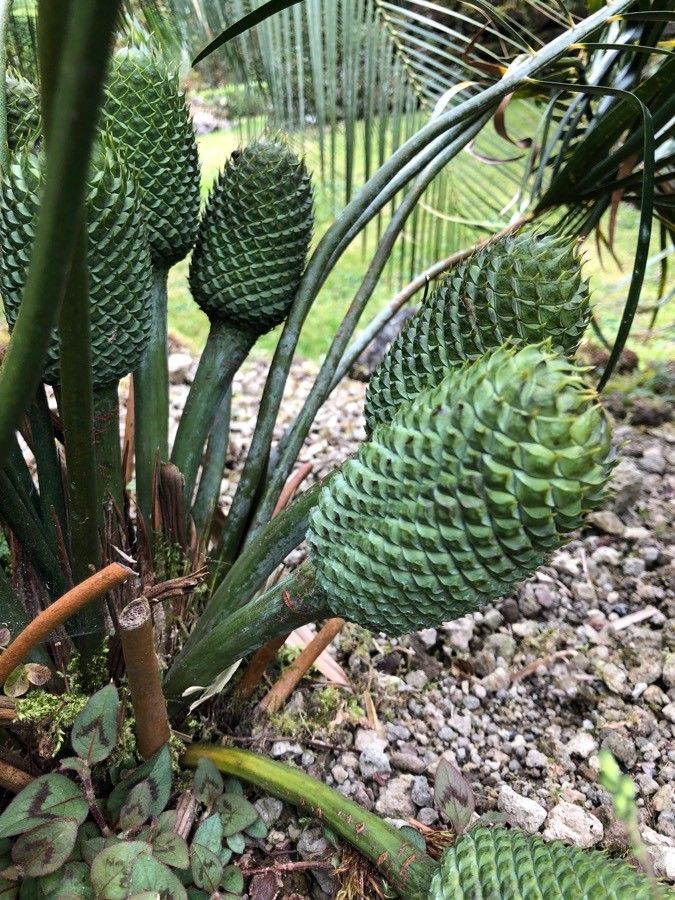 Macrozamia lucida flower