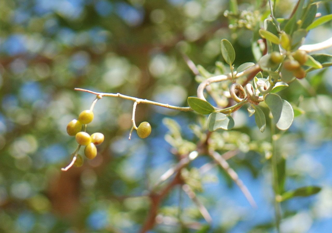 Cocculus pendulus fruit