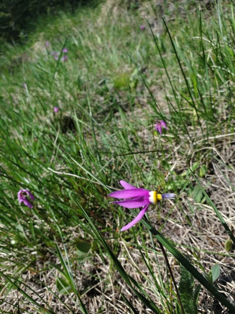 Dodecatheon hendersonii flower
