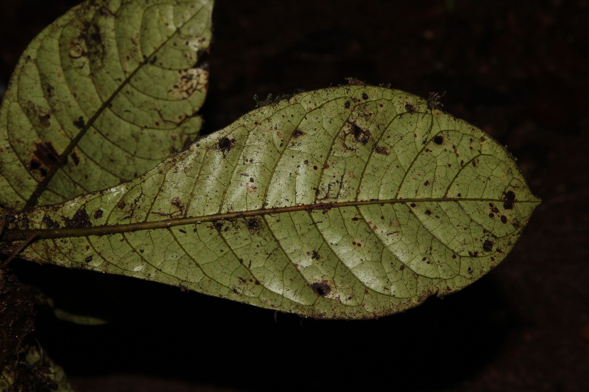 Psychotria kupensis leaf