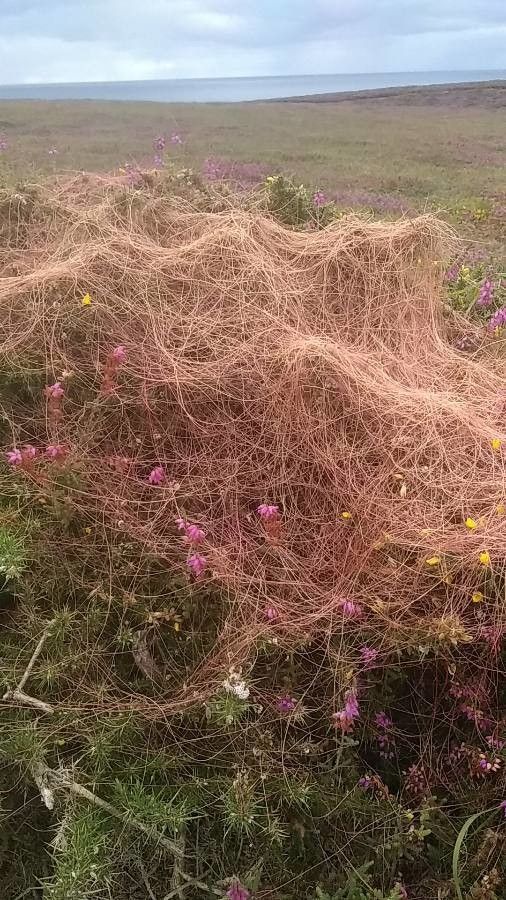 Cuscuta planiflora — search result for 'Cuscuta'