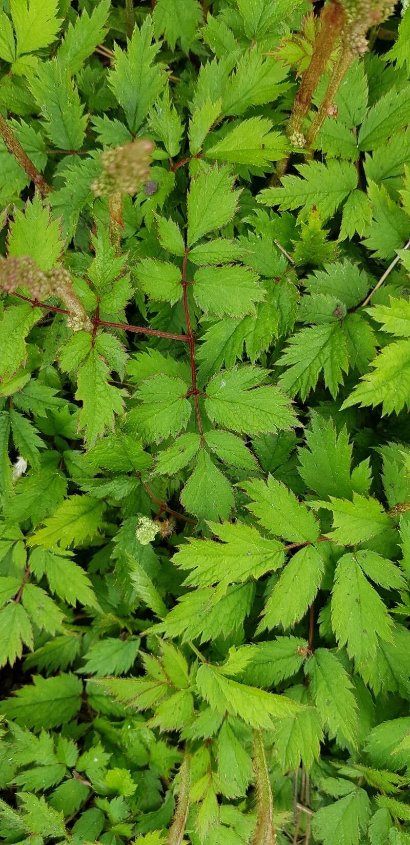 Astilbe chinensis leaf