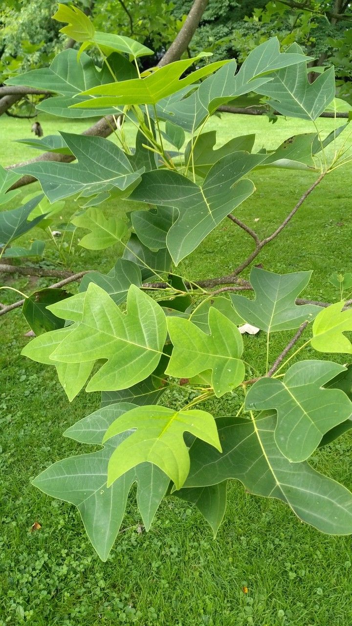 Liriodendron chinensis