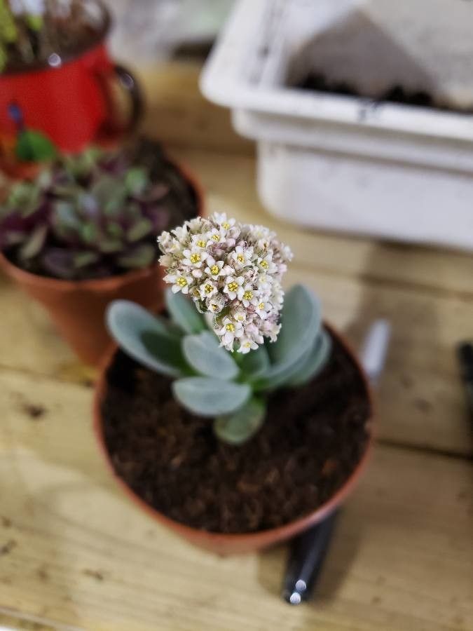 Crassula tecta flower
