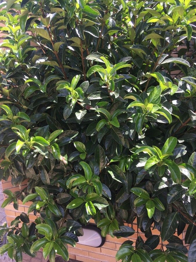 Rothmannia capensis other