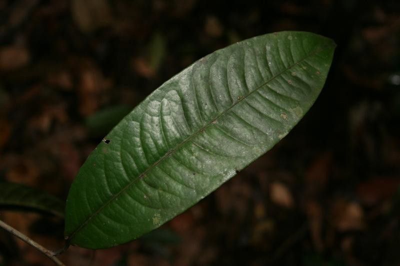 Lecythis idatimon leaf