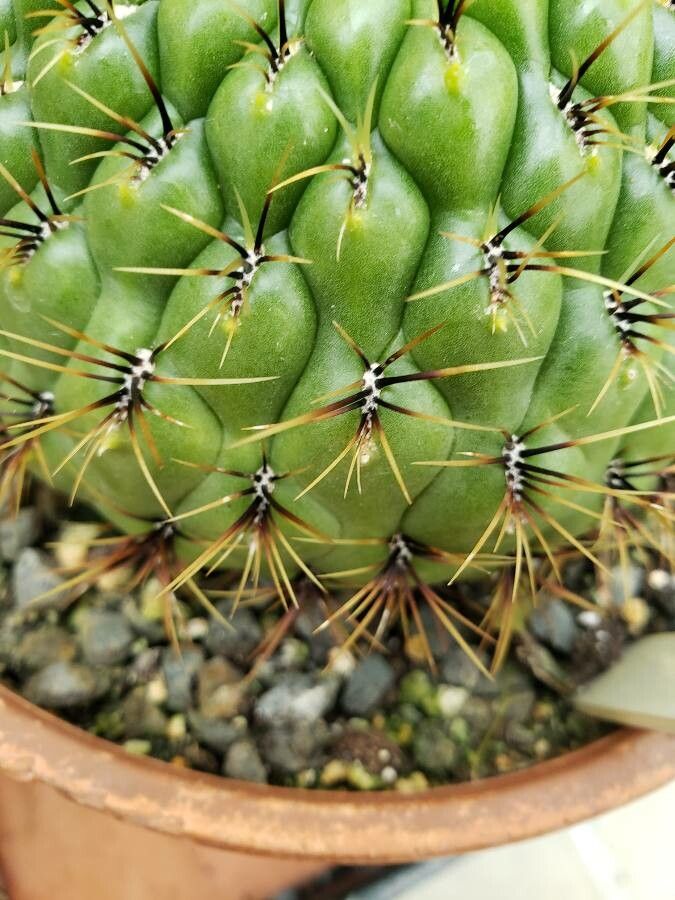 Matucana aureiflora leaf