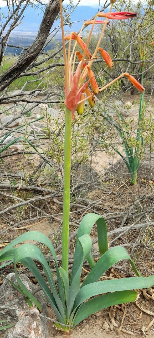 Hieronymiella argentina habit