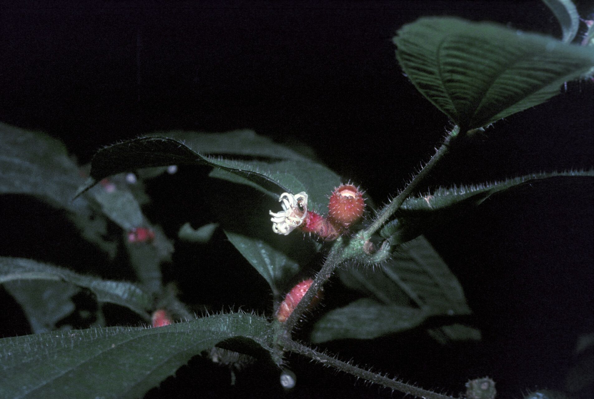 Miconia mayeta fruit