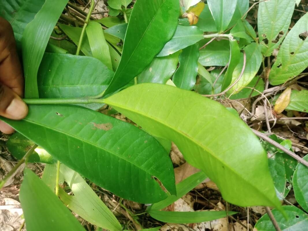 Garcinia kola leaf
