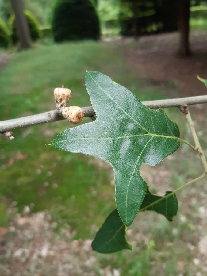 Quercus ilicifolia fruit