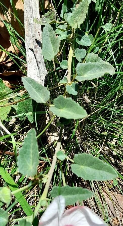 Pavonia cymbalaria — search result for 'Cymbalaria'