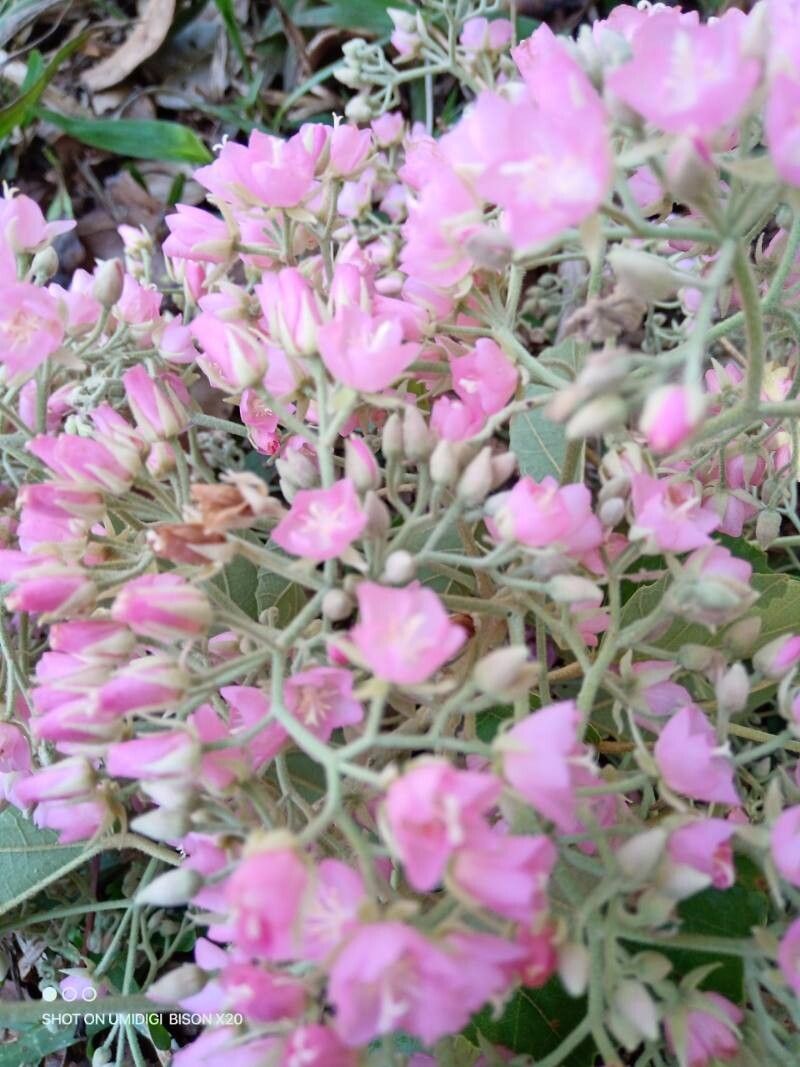 Dombeya pubescens flower