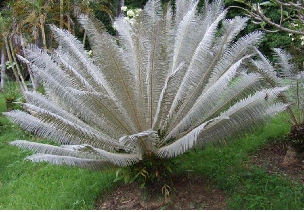 Cycas siamensis leaf