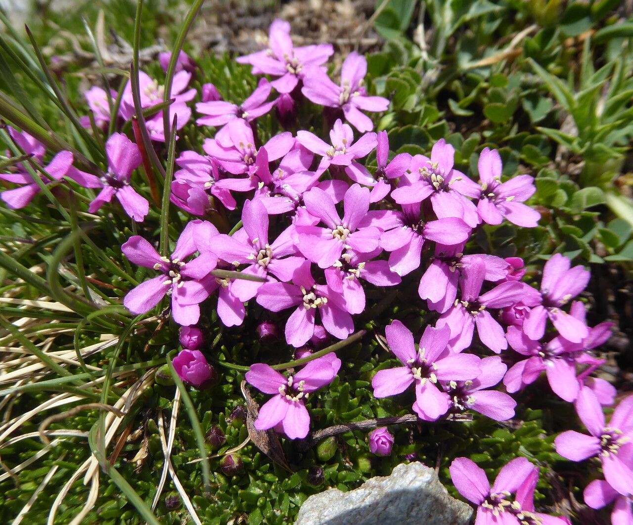 Silene acaulis flower