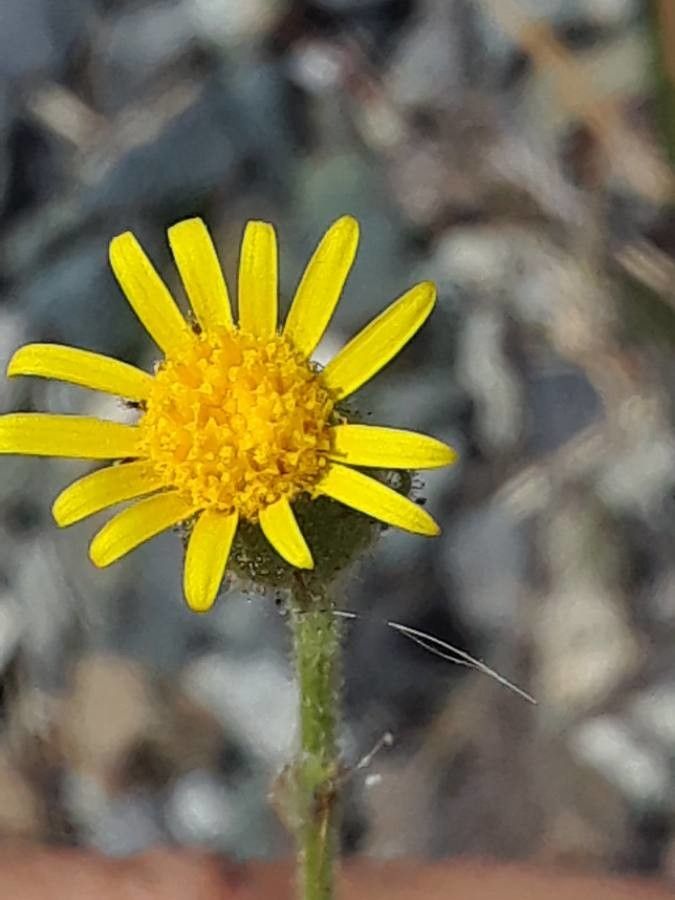 Senecio viscosus flower